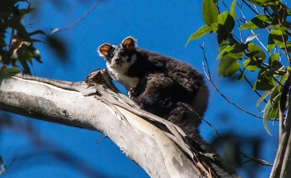 The greater glider went locally extinct about a decade ago in Australia’s Booderee National Park, potentially due to well-intentioned human intervention.